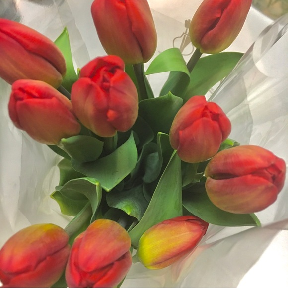 Meet your Posher, Maylee - Picture 1 of 1